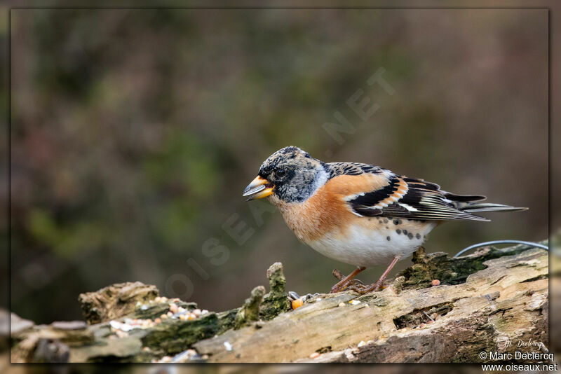 Brambling