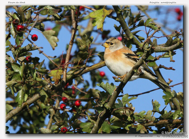 Brambling, identification