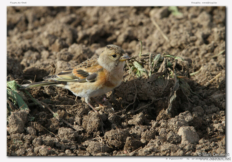 Pinson du Nord femelle, identification, régime