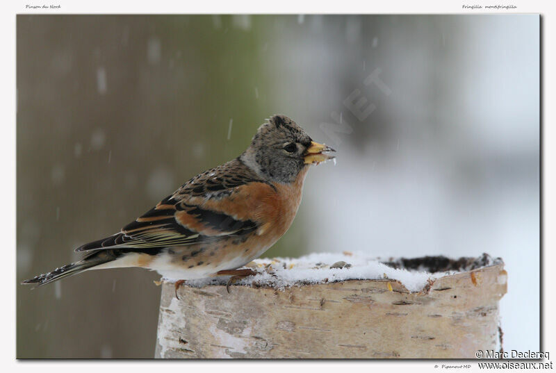 Brambling, identification