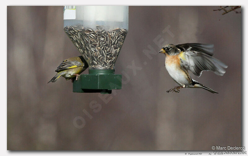 Brambling, identification, Flight, feeding habits