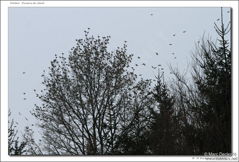 Brambling, Behaviour