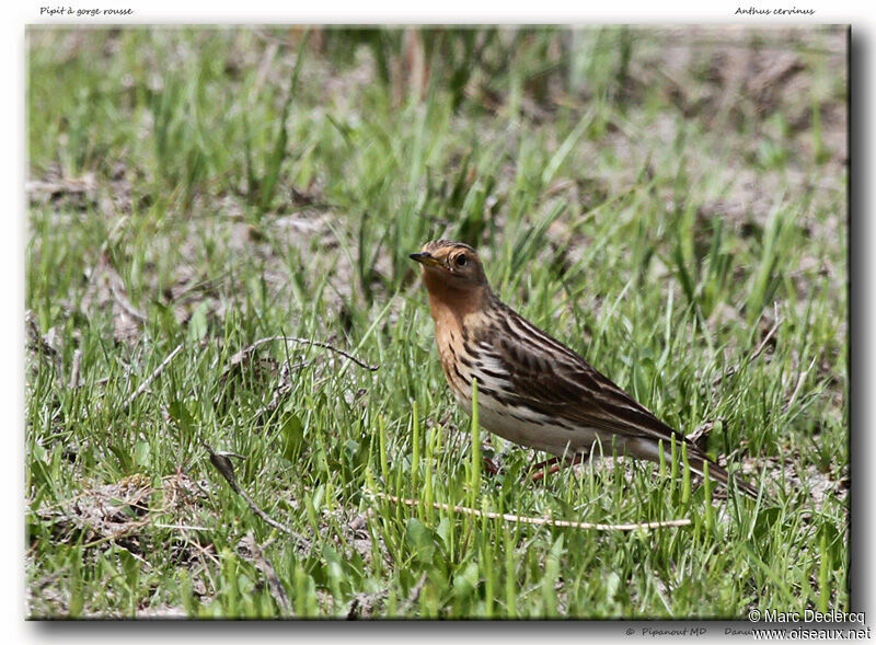 Pipit à gorge rousseadulte