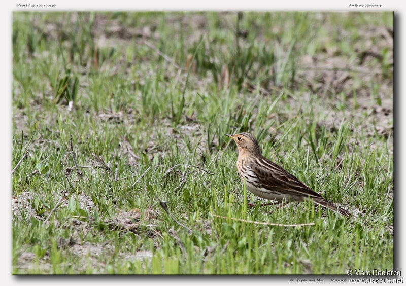 Red-throated Pipitadult