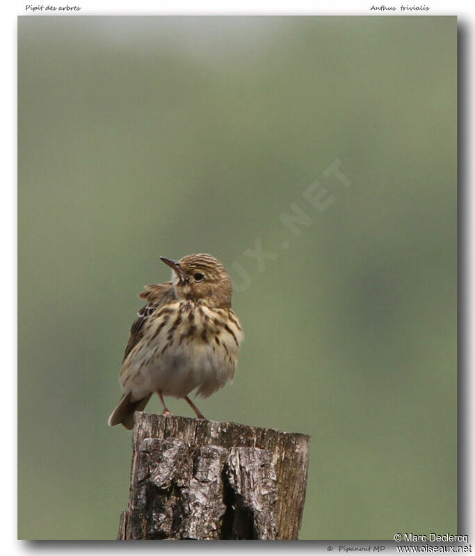 Tree Pipit, identification