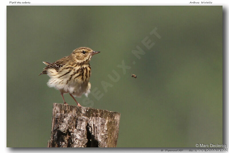 Tree Pipit, identification