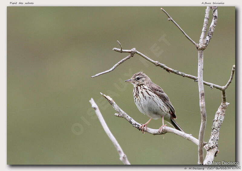 Pipit des arbres, identification