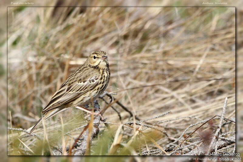 Pipit des arbres, identification