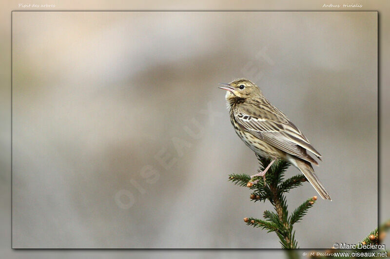 Tree Pipit, identification