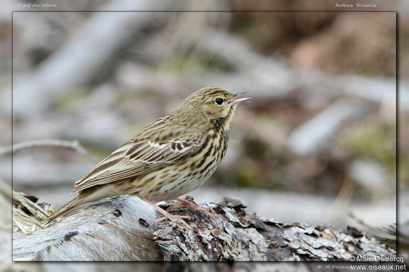 Tree Pipit, identification