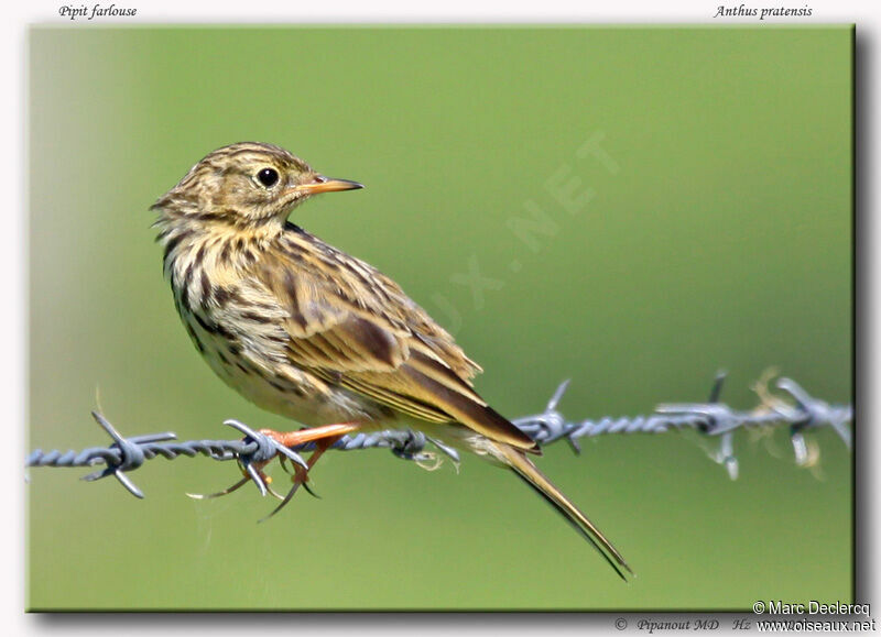 Meadow Pipit