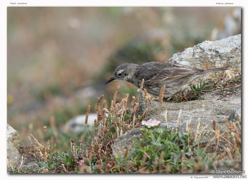 European Rock Pipit, identification