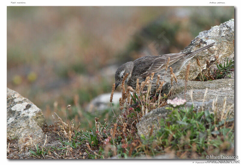 European Rock Pipit