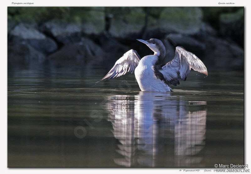 Plongeon arctique, identification, Comportement