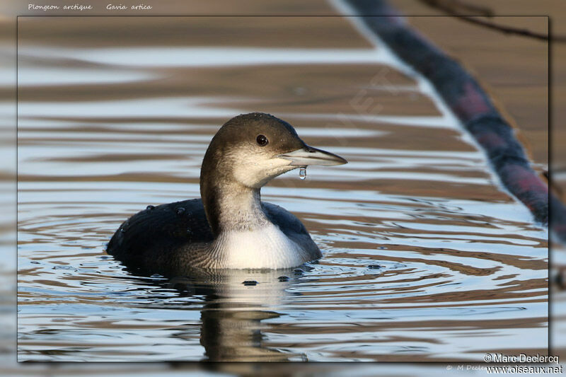 Plongeon arctique, nage