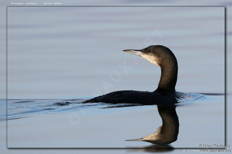 Plongeon arctique