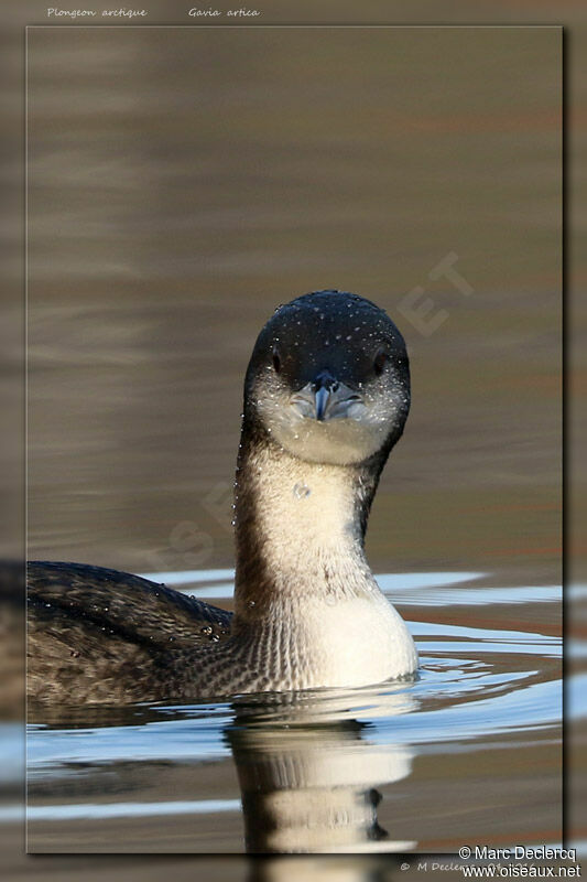 Black-throated Loon, swimming