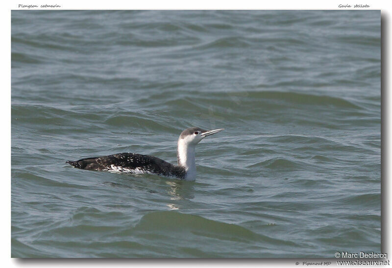 Plongeon catmarin, identification