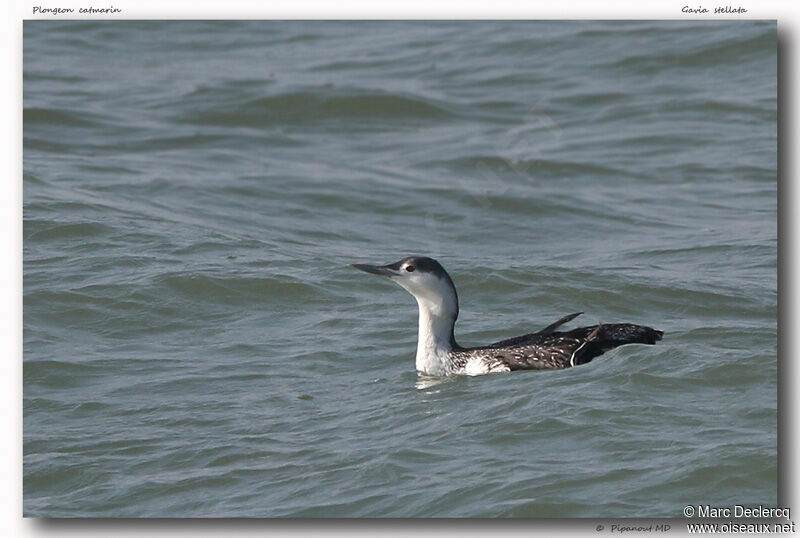 Plongeon catmarin, identification