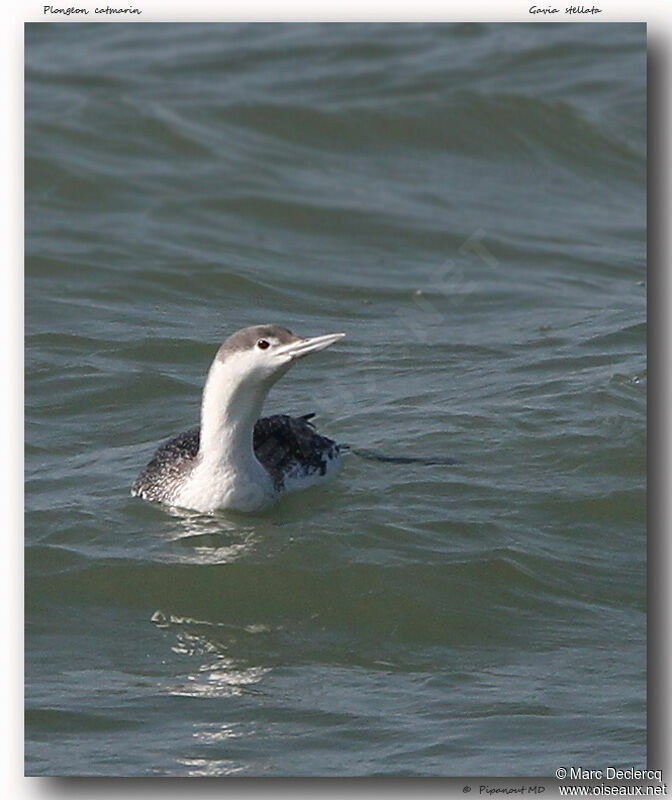 Plongeon catmarin, identification