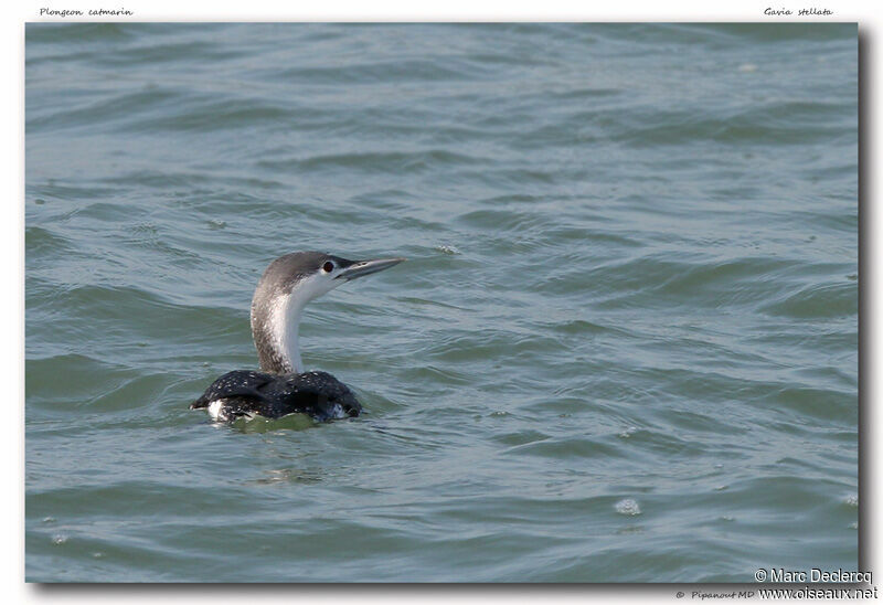 Plongeon catmarin, identification