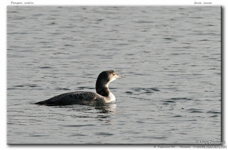 Plongeon imbrin, identification