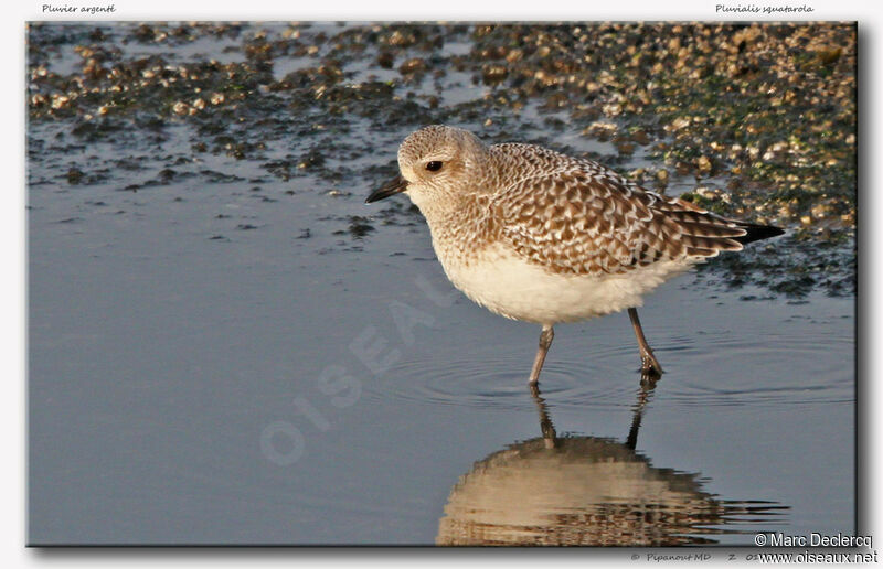 Grey Plover