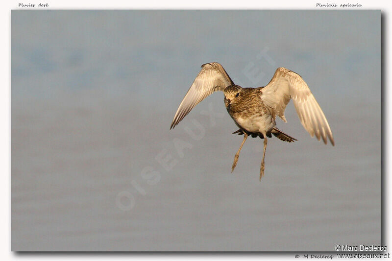 European Golden Plover, Flight