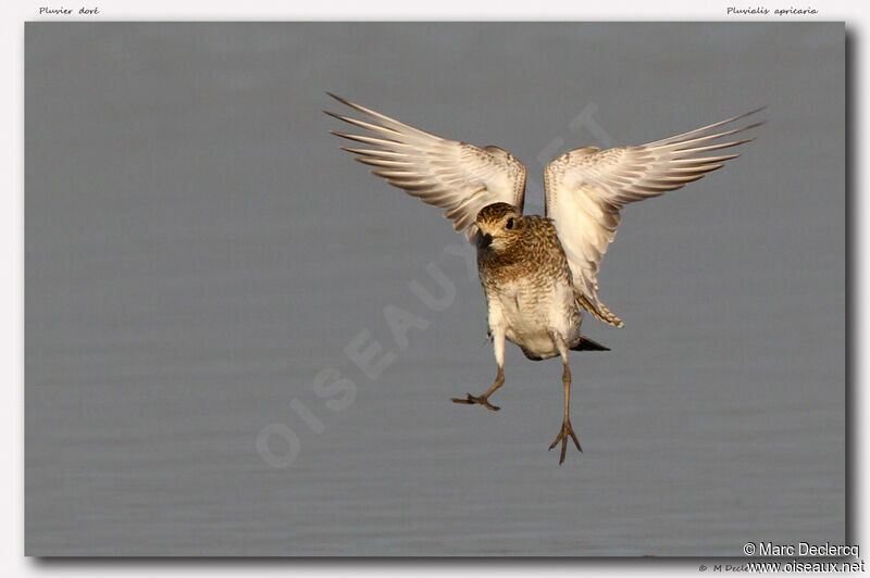 European Golden Plover, Flight