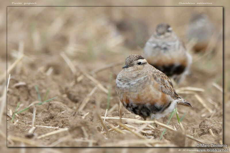 Eurasian Dottereladult, identification