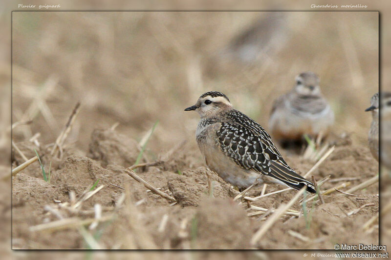 Pluvier guignardjuvénile, identification