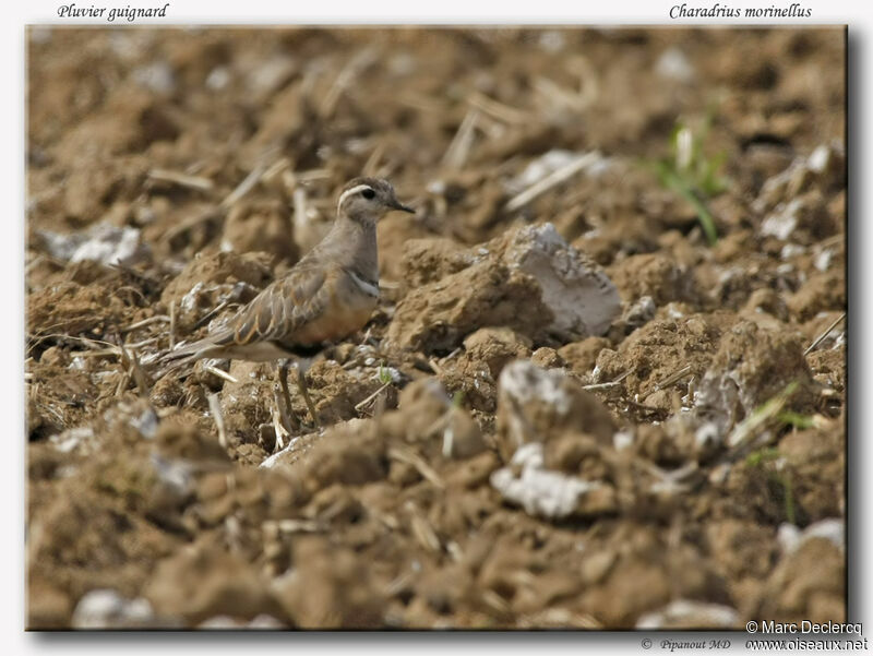 Eurasian Dotterel