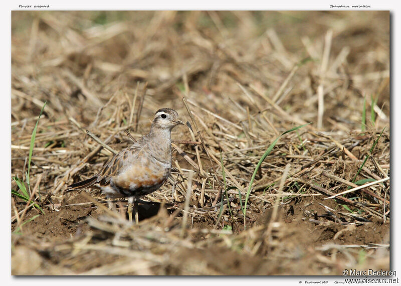 Pluvier guignard, identification