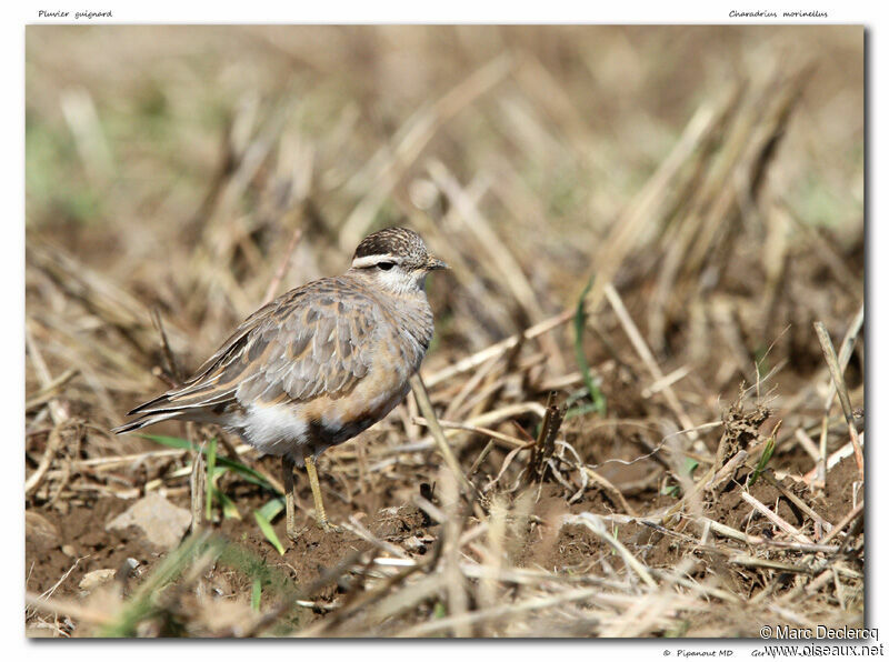 Pluvier guignard, identification