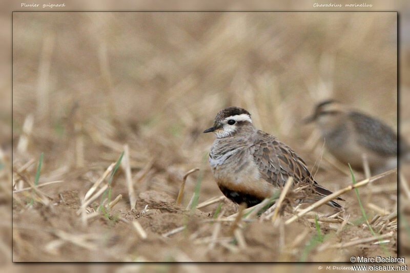 Eurasian Dottereladult, identification