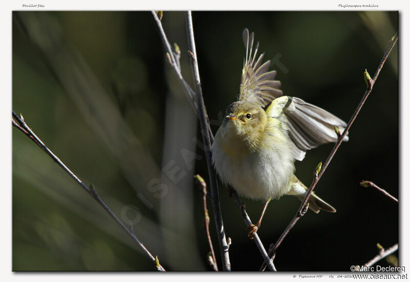 Willow Warbler, identification, Behaviour