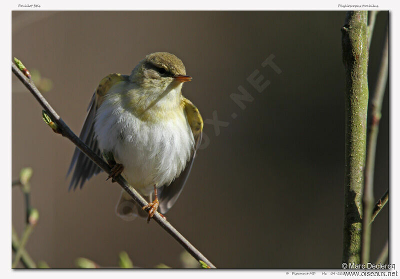 Pouillot fitis mâle, identification, chant, Comportement