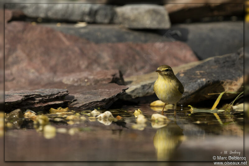 Willow Warbler