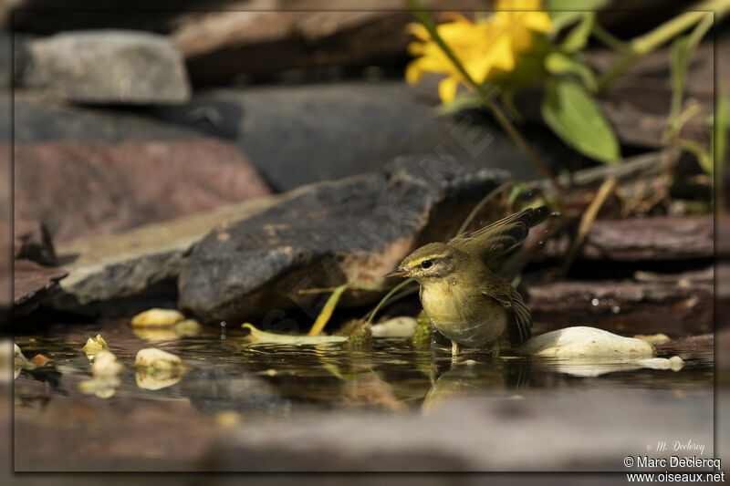 Willow Warbler