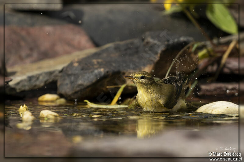 Willow Warbler