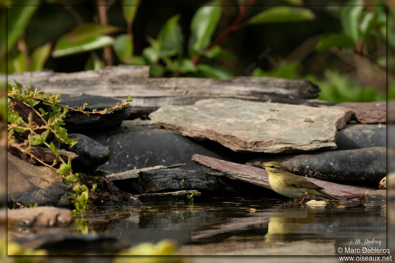 Wood Warbler