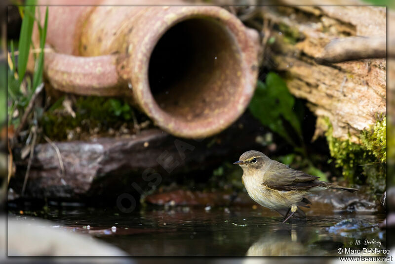 Common Chiffchaff