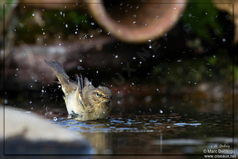 Common Chiffchaff