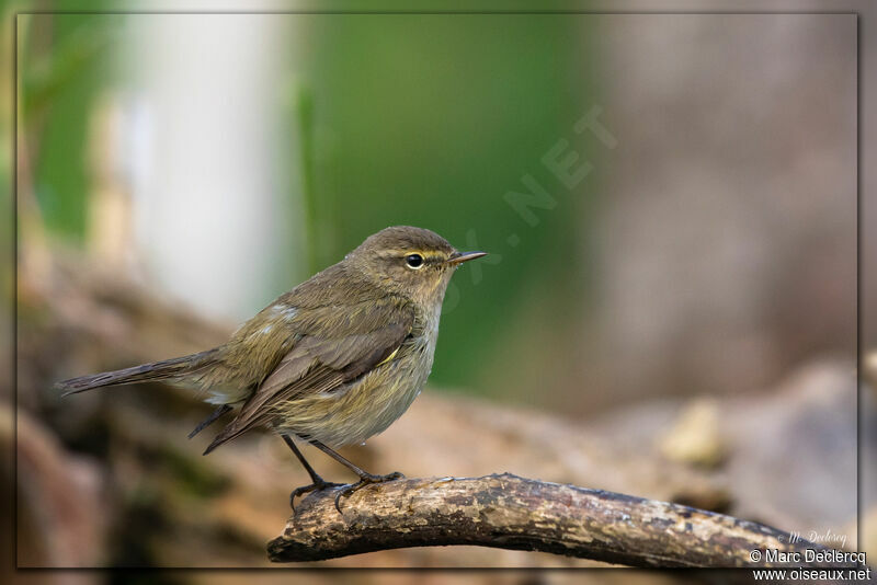 Common Chiffchaff