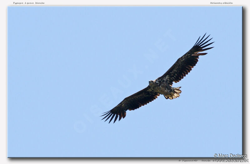 White-tailed Eagle, Flight