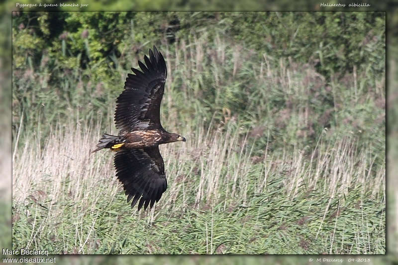 White-tailed Eaglejuvenile, Flight