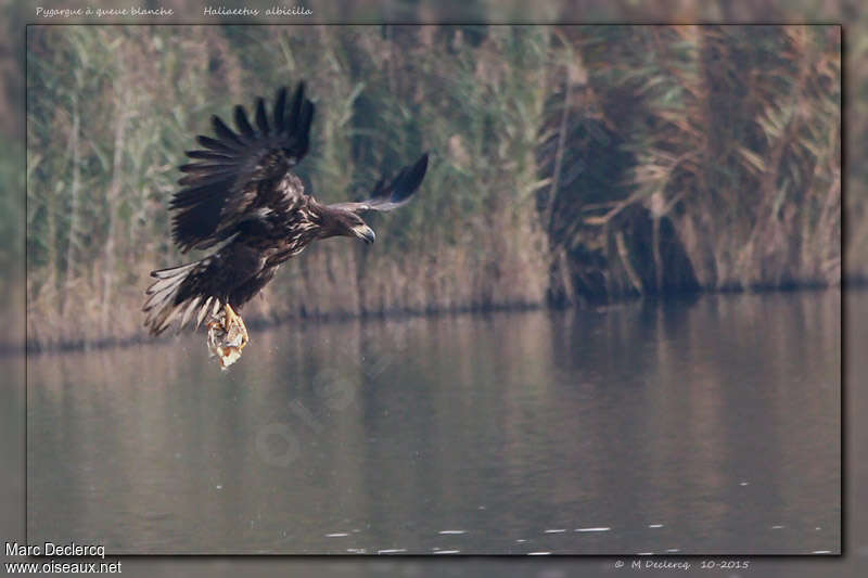 White-tailed Eaglejuvenile, pigmentation, Flight