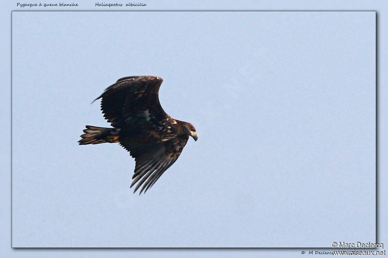 White-tailed Eaglejuvenile, identification