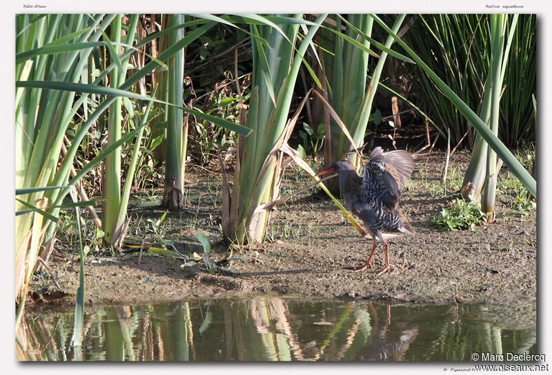 Water Rail, identification