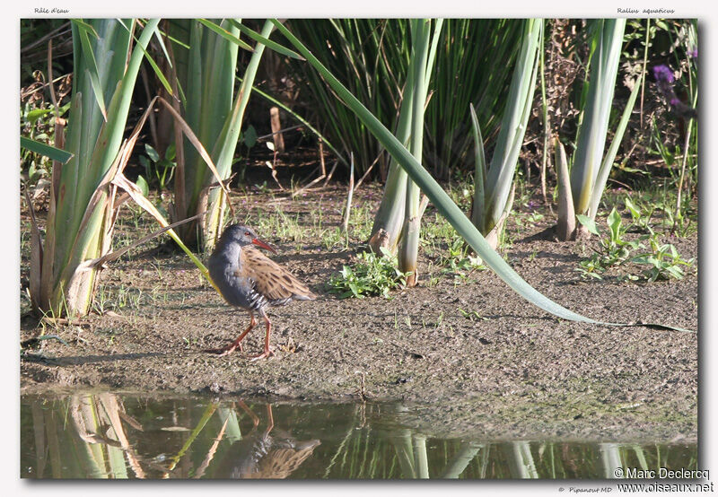 Water Rail, identification